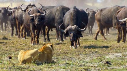 A Herd of Buffalo Force the Pride Into Deep Water: asset-mezzanine-16x9