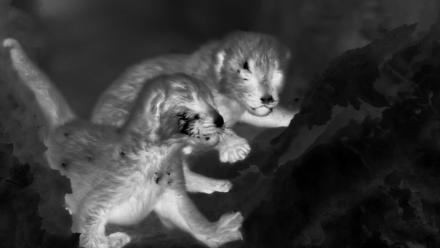 Thermal Cameras Reveal Leopard Cubs: asset-mezzanine-16x9