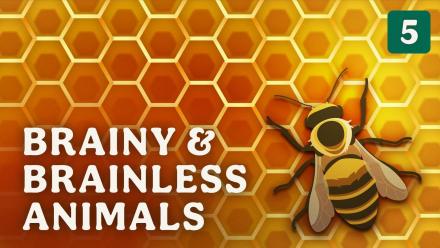 Brainy & Brainless Animals: asset-mezzanine-16x9