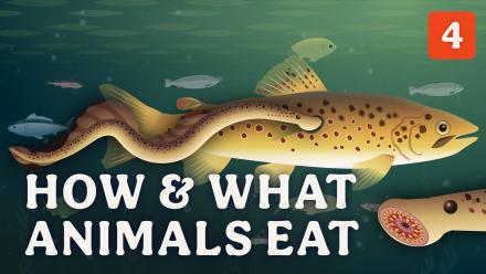 How & What Animals Eat: asset-mezzanine-16x9